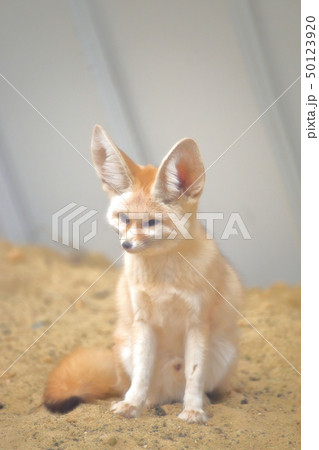 かわいいフェネック　全身　撮影許可・協力：アクアマリンふくしま 50123920