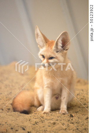 かわいいフェネック 全身 撮影許可・協力:アクアマリンふくしま かわいいフェネック 全身 撮影許可・協力:アクアマリンふくしま 50123922