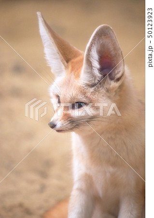 かわいいフェネック　斜め横顔　撮影許可・協力：アクアマリンふくしま 50123923