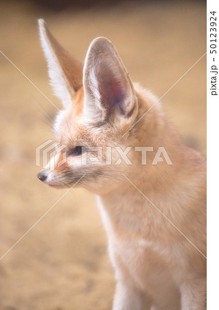かわいいフェネック　斜め横顔　撮影許可・協力：アクアマリンふくしま 50123924