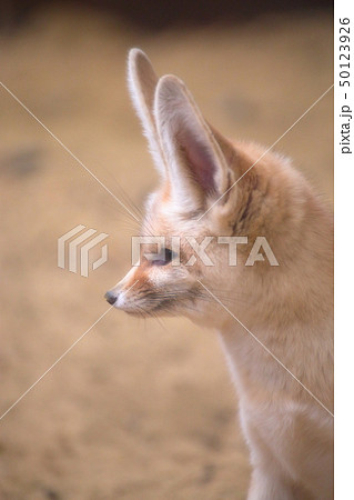 かわいいフェネック　横顔　撮影許可・協力：アクアマリンふくしま 50123926