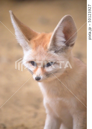 かわいいフェネック 顔 撮影許可・協力:アクアマリンふくしま かわいいフェネック 顔 撮影許可・協力:アクアマリンふくしま 50123927