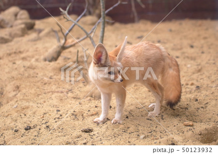かわいいフェネック　全身　撮影許可・協力：アクアマリンふくしま 50123932