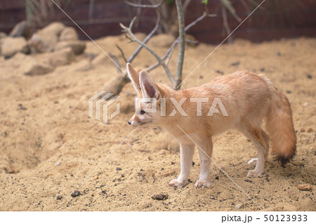 かわいいフェネック　全身　撮影許可・協力：アクアマリンふくしま 50123933