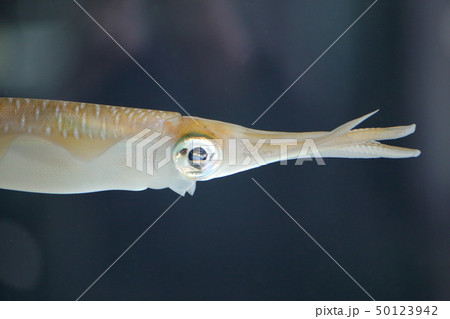 浮遊している様なイカ　撮影許可・協力：アクアマリンふくしま 50123942