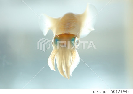 浮遊している様なイカ 撮影許可・協力:アクアマリンふくしま 浮遊している様なイカ 撮影許可・協力:アクアマリンふくしま 50123945