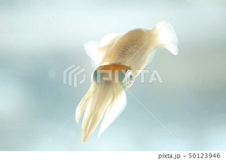 浮遊している様なイカ 撮影許可・協力:アクアマリンふくしま 浮遊している様なイカ 撮影許可・協力:アクアマリンふくしま 50123946