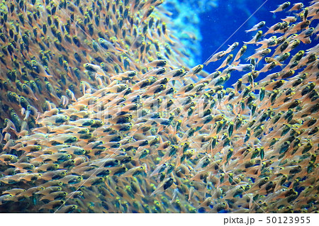 サンゴ礁の海 キンメモドキの群泳 撮影許可・協力:アクアマリンふくしま サンゴ礁の海 キンメモドキの群泳 撮影許可・協力:アクアマリンふくしま 50123955