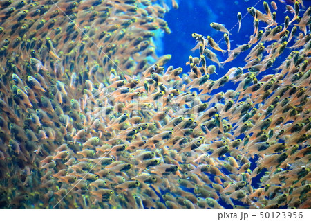 サンゴ礁の海 キンメモドキの群泳 撮影許可・協力:アクアマリンふくしま サンゴ礁の海 キンメモドキの群泳 撮影許可・協力:アクアマリンふくしま 50123956