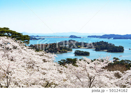 松島 西行戻しの松公園の桜の写真素材