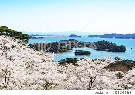 松島・西行戻しの松公園の桜 松島・西行戻しの松公園の桜 50124163