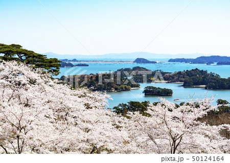 松島・西行戻しの松公園の桜 50124164