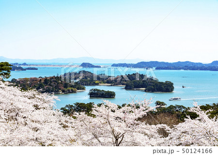 松島・西行戻しの松公園の桜 50124166