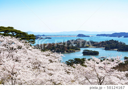 松島・西行戻しの松公園の桜 松島・西行戻しの松公園の桜 50124167
