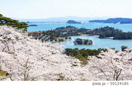 松島・西行戻しの松公園の桜 松島・西行戻しの松公園の桜 50124185