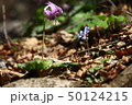 カタクリ 野生の花 ヒョンホセク 50124215