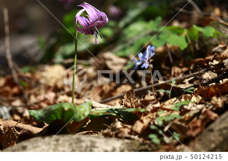 カタクリ 野生の花 ヒョンホセク 50124215