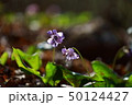 カタクリ 野生の花 50124427
