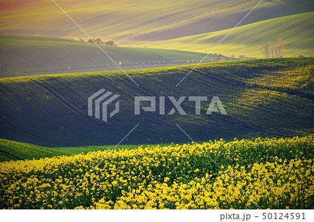 Spring sunset landscape photo of Moravian Tuscany Spring sunset landscape photo of Moravian Tuscany 50124591