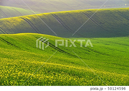 Spring sunset landscape photo of Moravian Tuscany 50124596
