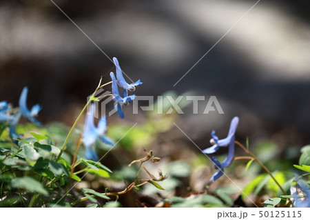 野生の花 ヒョンホセク パラ 50125115