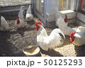 ニワトリ/Chicken ニワトリ/Chicken 50125293