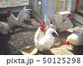 ニワトリ/Chicken ニワトリ/Chicken 50125298