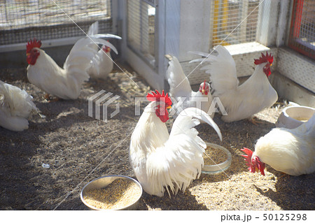 ニワトリ／Chicken 50125298