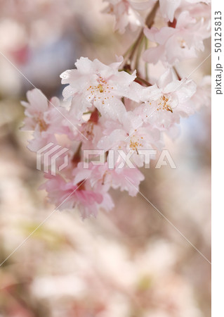 さくら7964 さくら7964 50125813