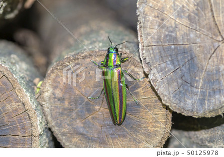 タマムシ 50125978