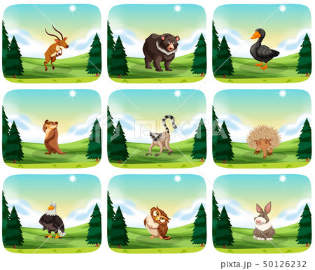 Set of animal in nature 50126232