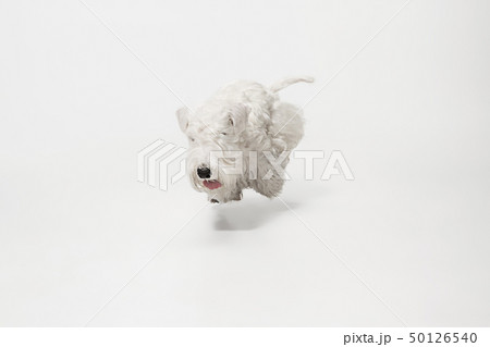 West Highland White Terrier sitting against white background 50126540