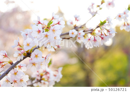 桜の木の枝のアップの写真素材