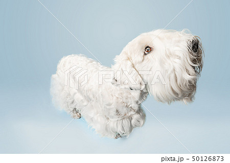 West Highland White Terrier sitting against white background 50126873