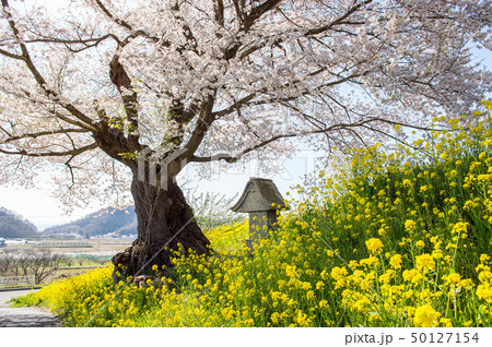 貫津の種まき桜 天童市 山形県 貫津の種まき桜 天童市 山形県 50127154