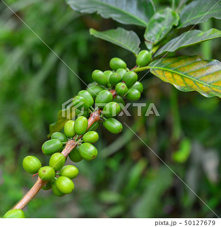 Coffee beans on the branch 50127679