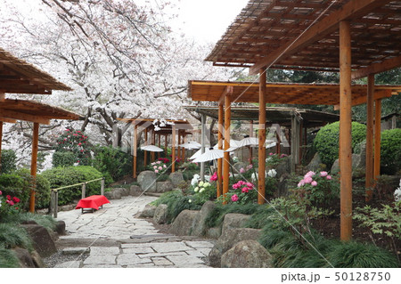 鎌倉神苑ぼたん庭園 50128750