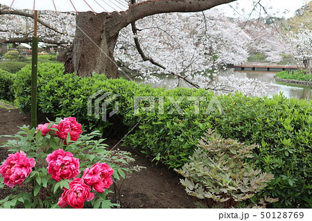 桜と鎌倉ぼたん 桜と鎌倉ぼたん 50128769