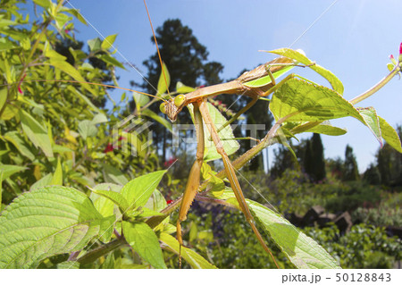 オオカマキリ オオカマキリ 50128843