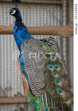 「孔雀」 「孔雀」 50128898