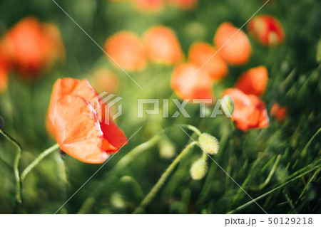Poppies with a blurred background and space for text Poppies with a blurred background and space for text 50129218
