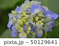 紫陽花 50129641