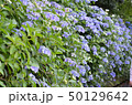 紫陽花 50129642