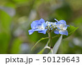 紫陽花 50129643