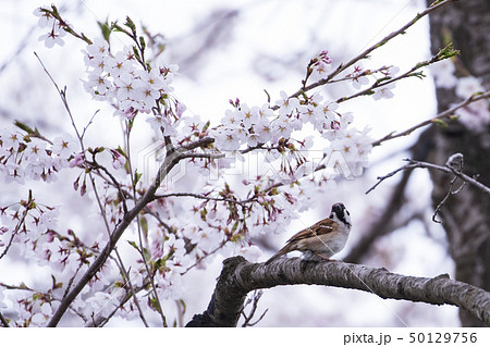 君は桜を見ていた... 君は桜を見ていた... 50129756