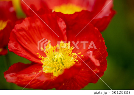 満開のポピー 赤色の写真素材