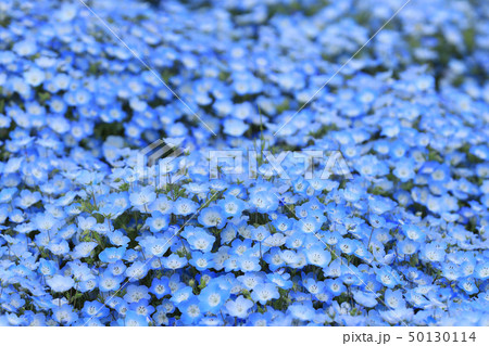ネモフィラ　ひたち海浜公園　茨城県 50130114