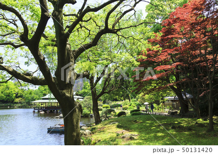 庭園風景(東京、清澄庭園、新緑) 庭園風景(東京、清澄庭園、新緑) 50131420