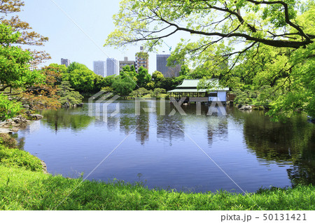 庭園風景(東京、清澄庭園、新緑) 庭園風景(東京、清澄庭園、新緑) 50131421