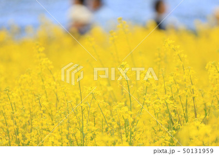 菜の花 ひたち海浜公園 茨城県 菜の花 ひたち海浜公園 茨城県 50131959